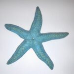 enotecailbarocco-stellagrandeviol@
