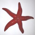 enotecailbarocco-stellarossaviol@